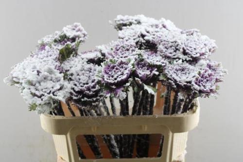 Brassica oleracea kleurbehandeld H%