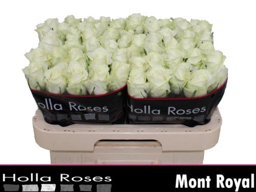 Rosa grootbloemig Mont Royal