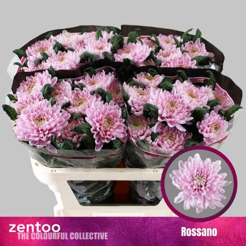 Chrysanthemum Indicum Grp geplozen kas Rossano