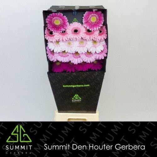 Gerbera mini gemengd op rij