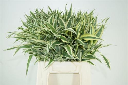 Dracaena sanderiana