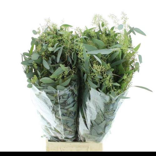 Eucalyptus per bos polyanthemos (fruit)