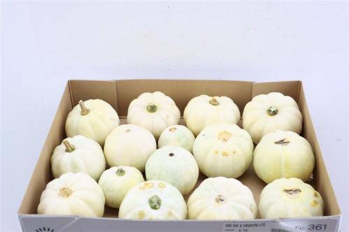 Cucurbita pepo