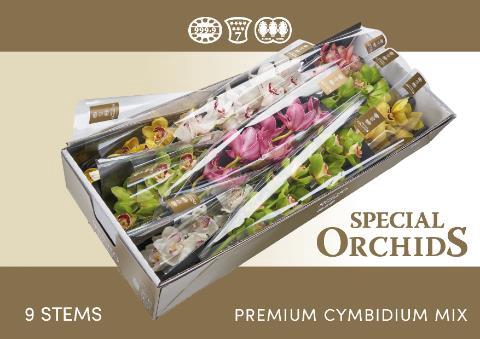 Cymbidium grootbloemig per tak gemengd
