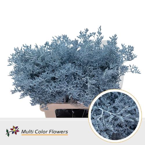 Limonium overig kleurbehandeld H%