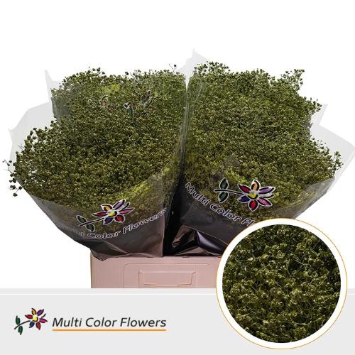 Gypsophila overig kleurbehandeld H%