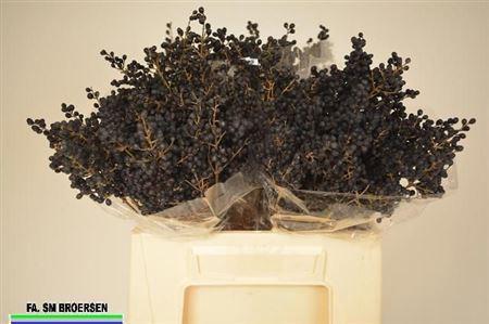 Ligustrum ovalifolium 'Libelle'