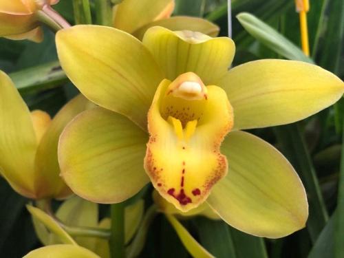 Cymbidium mini 'Greenflame'
