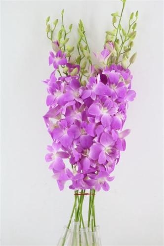 Dendrobium overig