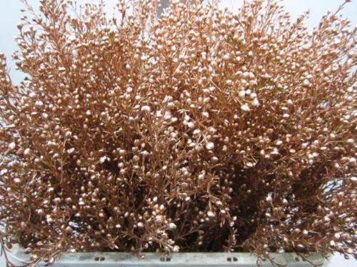 Chamelaucium kleurbehandeld H%