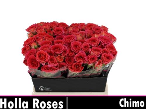 Rosa tros Chimo