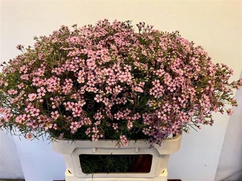 Chamelaucium uncinatum 'Jupiter Solar'