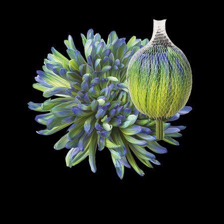 Chrysanthemum (Indicum Grp) geplozen Antonov kleurbehandeld H%