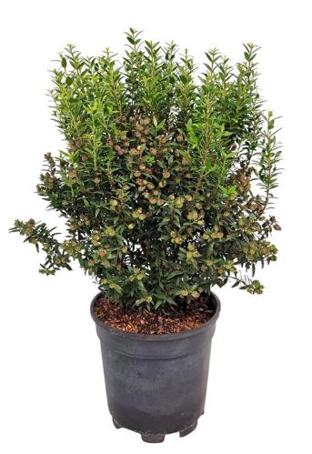 Myrtus communis