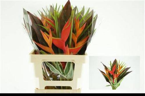 Heliconia boeket