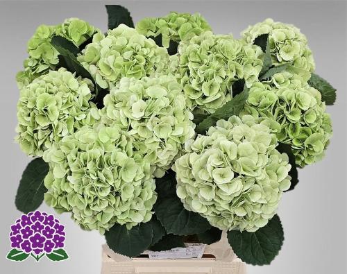 Hydrangea macrophylla My Beautiful Matcha (classic)