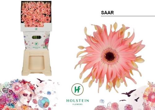 Gerbera grootbloemig krulvormig Gerpasta Saar