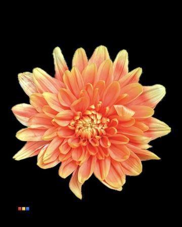 Chrysanthemum Indicum Grp tros kas kleurbehandeld H%