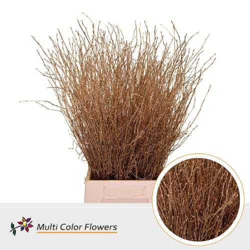 Betula kleurbehandeld H%