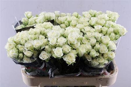 Rosa tros Snowflake