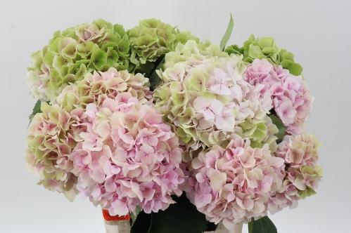 Hydrangea macrophylla 'Verena' (classic)
