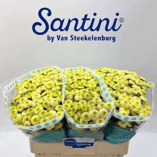 Chrysanthemum (Indicum Grp) tros santini Maverick Lime