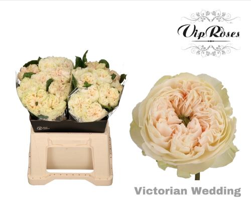 Rosa grootbloemig Victorian Wedding+