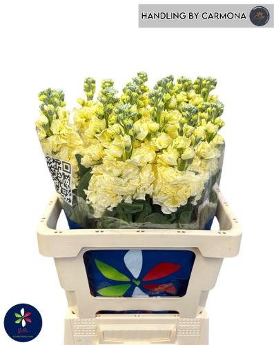 Matthiola incana 'Iron Yellow'