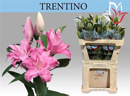 Lilium (Oriental Grp) 'Trentino'