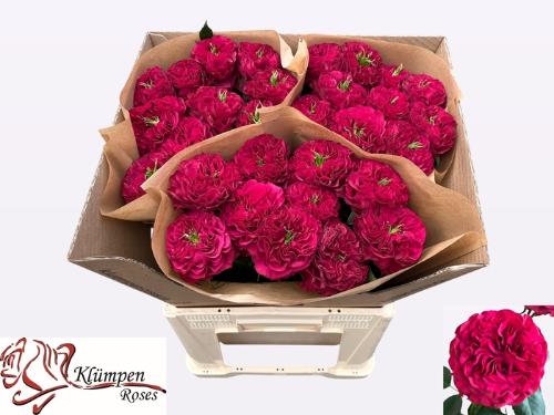 Rosa grootbloemig Cherry Velvet