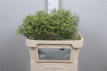 Limonium sinense China Lemon