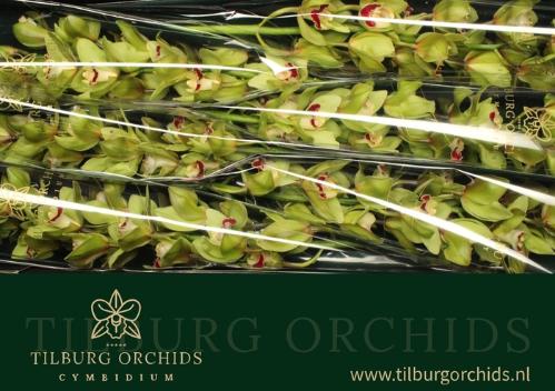 Cymbidium grootbloemig per tak 'Machteld'