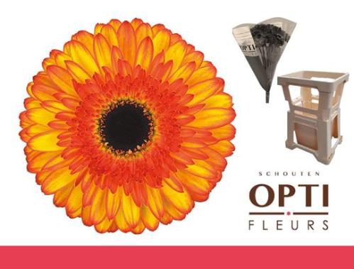 Gerbera grootbloemig Spotlight