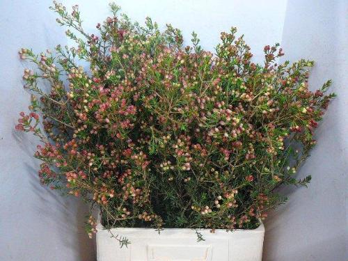 Chamelaucium 'Adi'