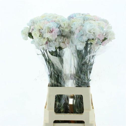 Dianthus standaard kleurbehandeld H%