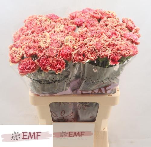 Dianthus standaard Wow+