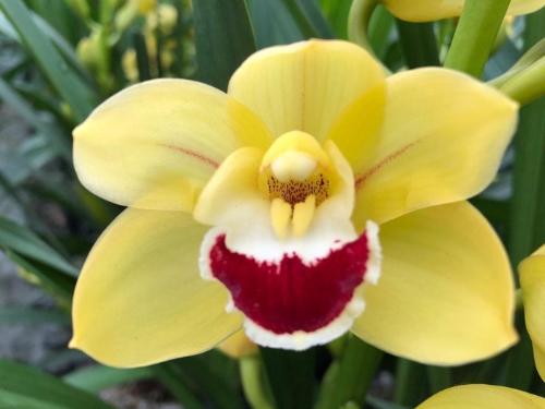 Cymbidium mini Golden Boy 'Blommenfees' Golden Boy