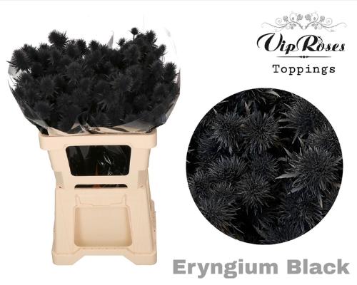 Eryngium alpinum kleurbehandeld H%