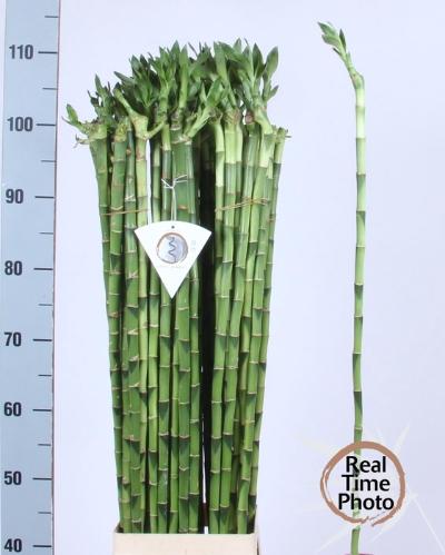 Dracaena sanderiana Lucky Bamboo