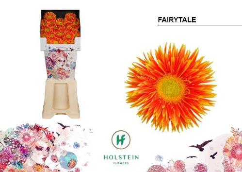 Gerbera mini 'Fairytale'