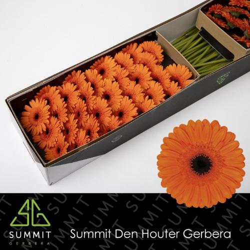 Gerbera mini 'Caramba'