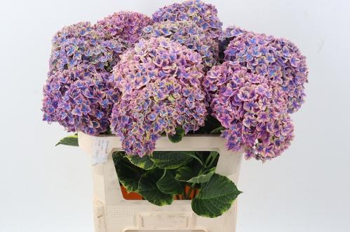 Hydrangea macrophylla 'Samurai'
