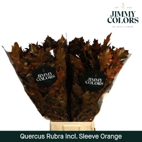 Quercus rubra kleurbehandeld H%