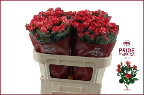 Rosa tros Fireworks