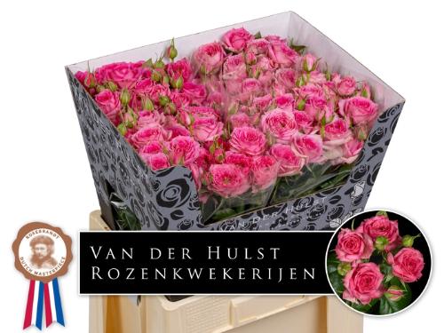 Rosa tros Pink Dimension