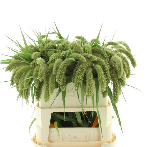 Setaria italica 'Volle Melk'