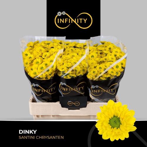 Chrysanthemum (Indicum Grp) tros santini Dinky
