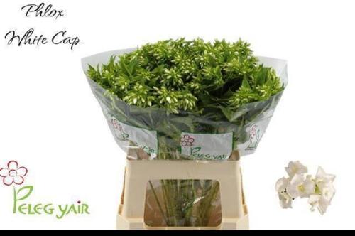 Phlox Paniculata Grp Whitecap