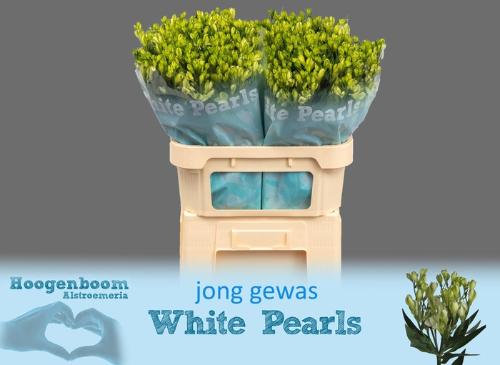 Alstroemeria White Pearls