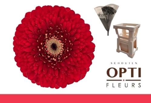 Gerbera mini bolvormig Pomponi Floyd